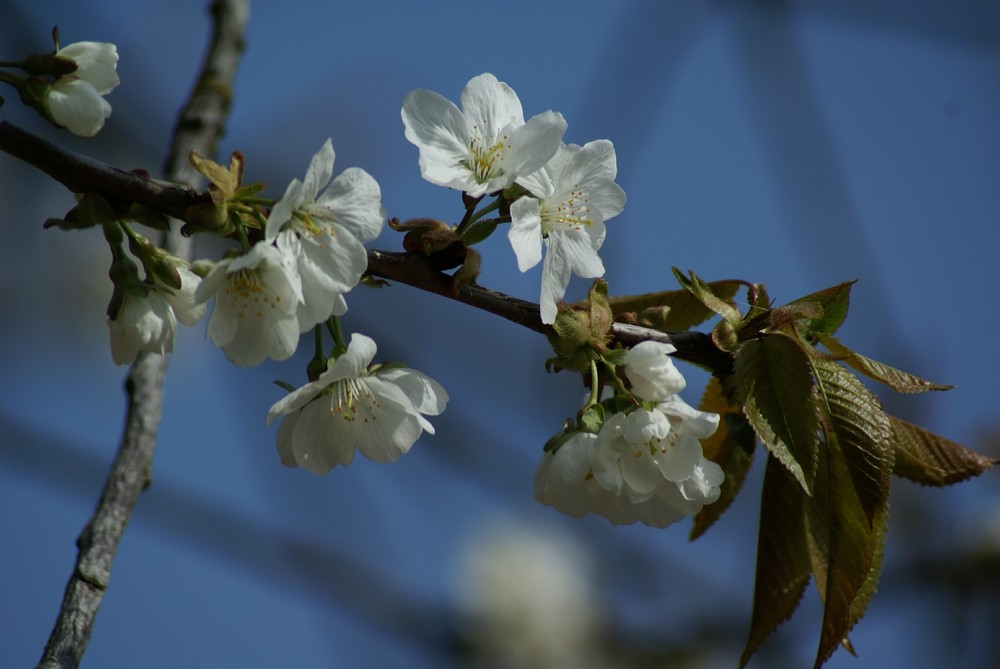 Kirchblüte in Kloppenheim