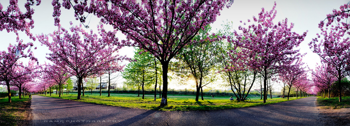 Kirchblüten