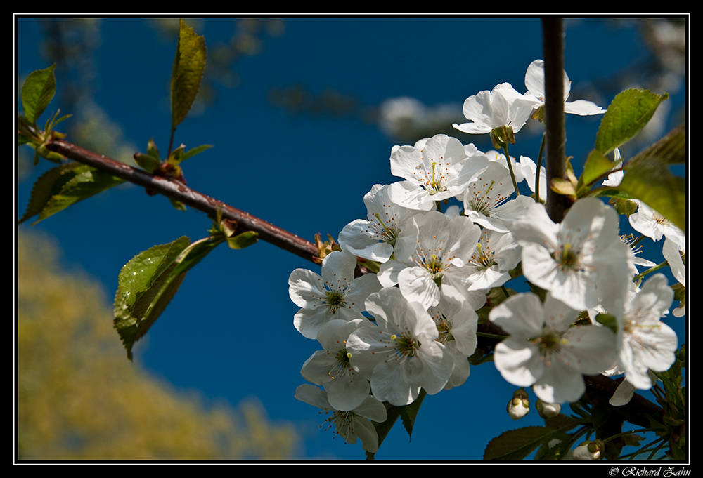 Kirchblüten