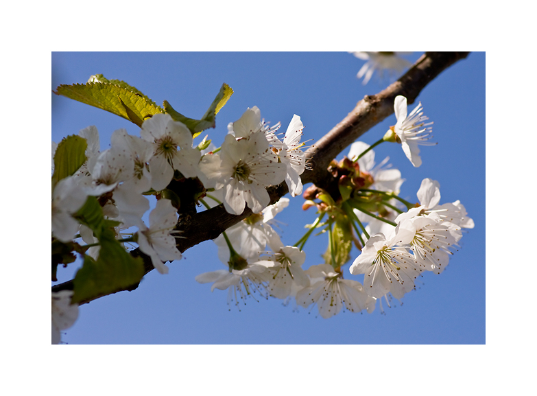 Kirchblüten I