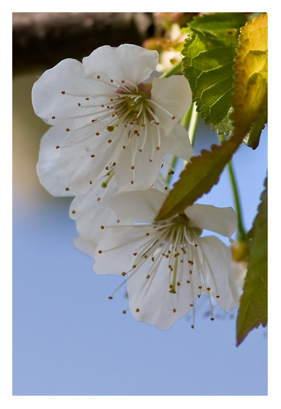 Kirchblüten II