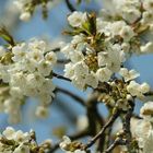 Kirchblüten im Frühjahr