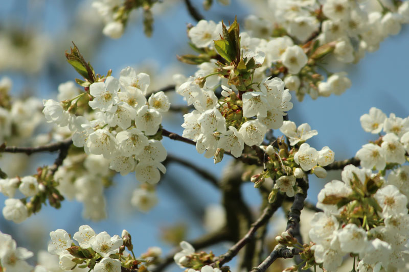 Kirchblüten im Frühjahr