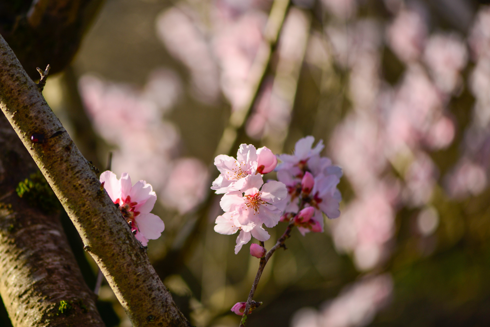 Kirchblüten_Frühlingserwachen