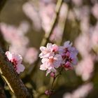 Kirchblüten_Frühlingserwachen