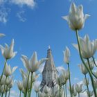 Kirche hinter Tulpen