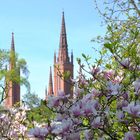 Kirche im Hintergrund........ umrahmt von schönen Blüten....