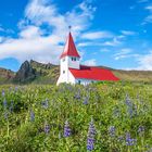 Kirche im Lupinenfeld