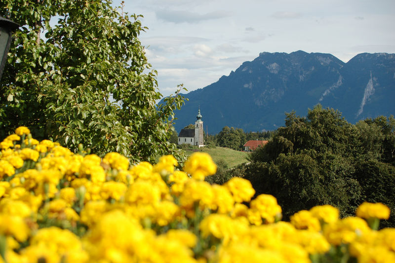 Kirche mit gelben Blumen