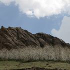 Kirchenbäume blühen, Der Berg von Alamut Festung