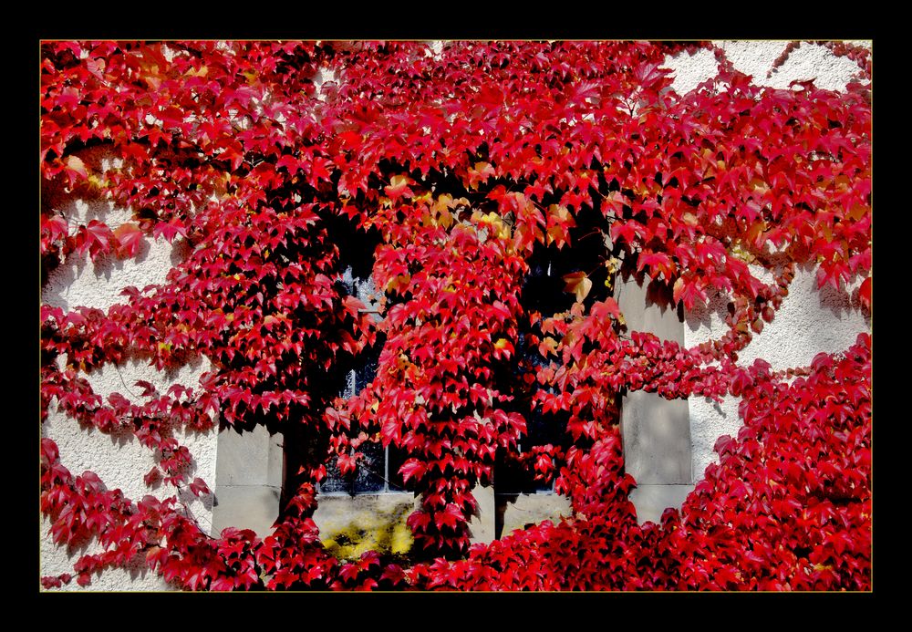 Kirchenfenster in Rot