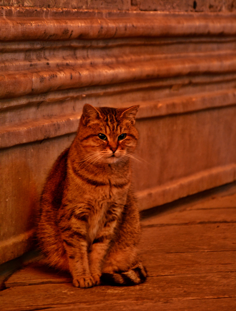 Kirchenkater