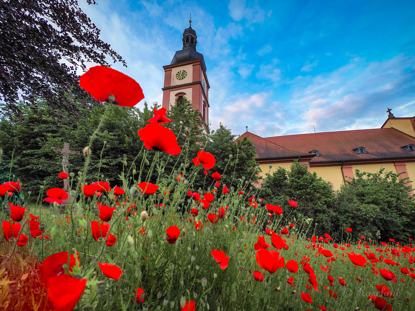 KIRCHENKLATSCHMOHN