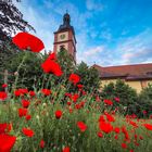 KIRCHENKLATSCHMOHN