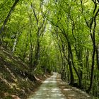 Kirchheim Teck Waldspaziergang