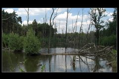 Kirchhellener Heide