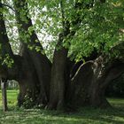 Kirchlinde in Heiden (Kreis Lippe/NRW)