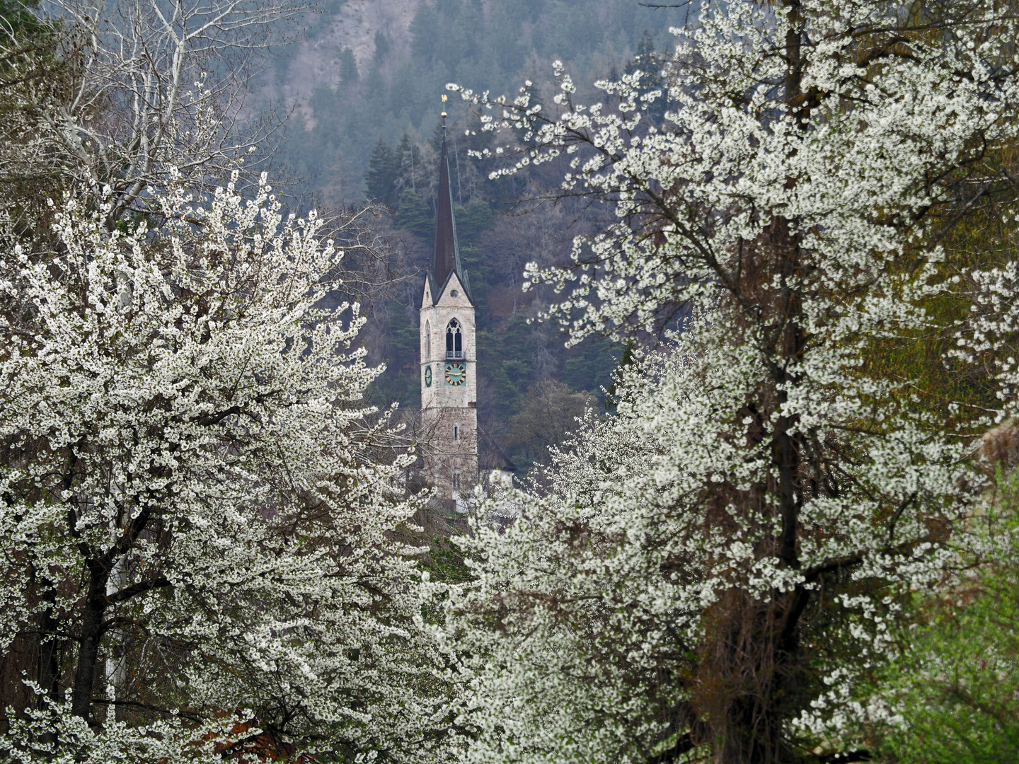 Kirchturm im Blütenmeer