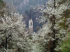 Kirchturm im Blütenmeer