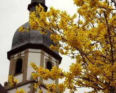 Kirchturm mit gelben Blütensträuchern ...