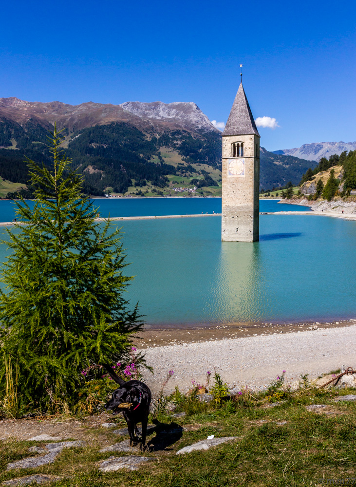 Kirchturm mit Hund