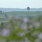 Kirchturmspitze und Baum