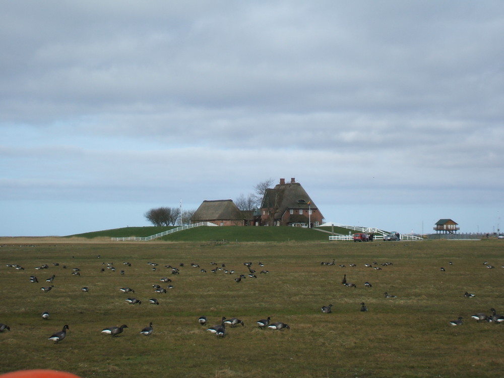 Kirchwarft auf Hallig Hooge