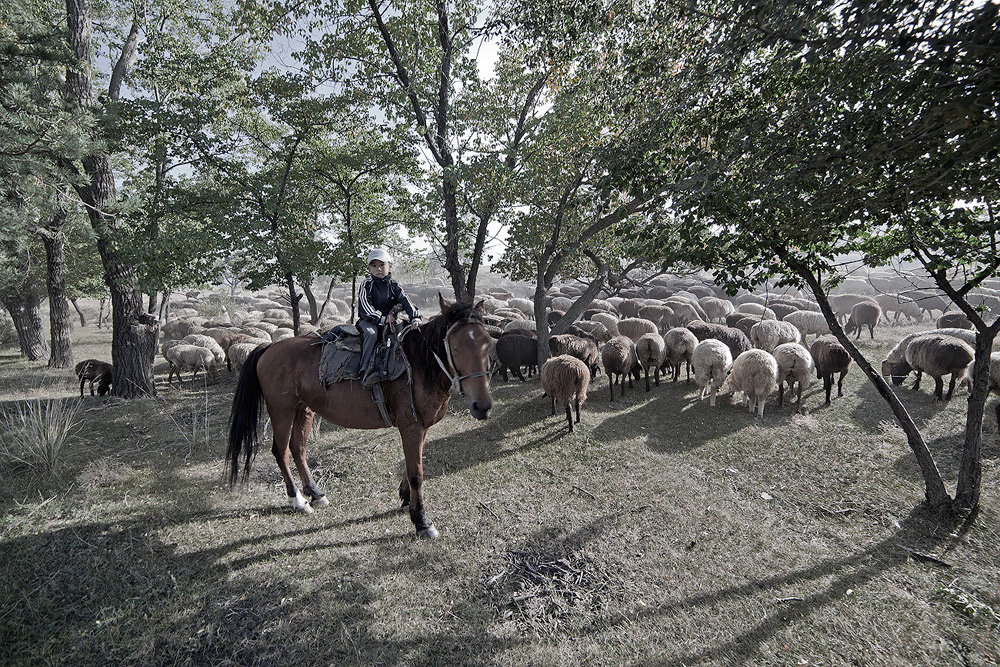 Kirghiz cowboy