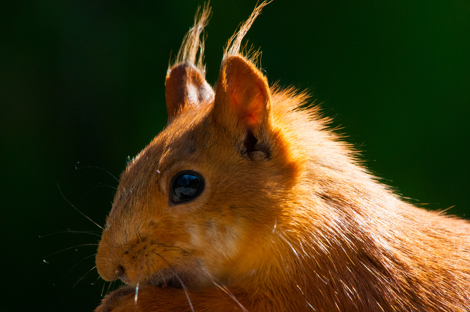 Kirgisisches Hörnchen