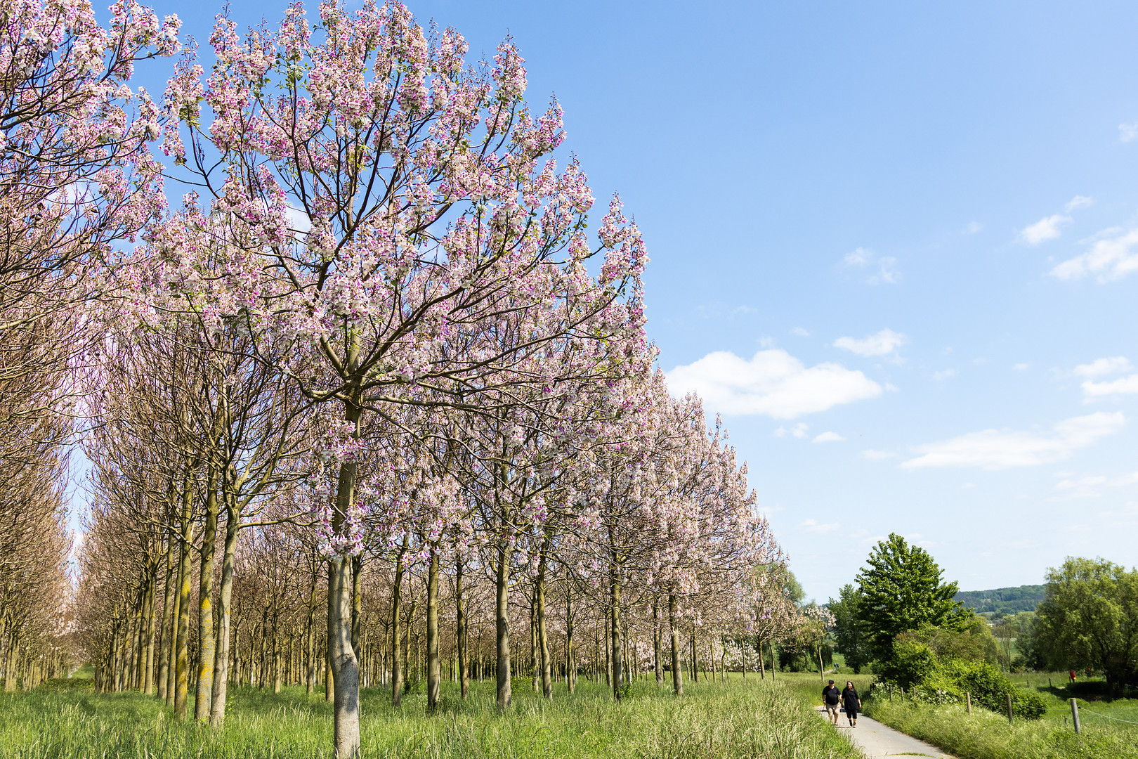 Kiri-Plantage bei Bonn-Hoholz