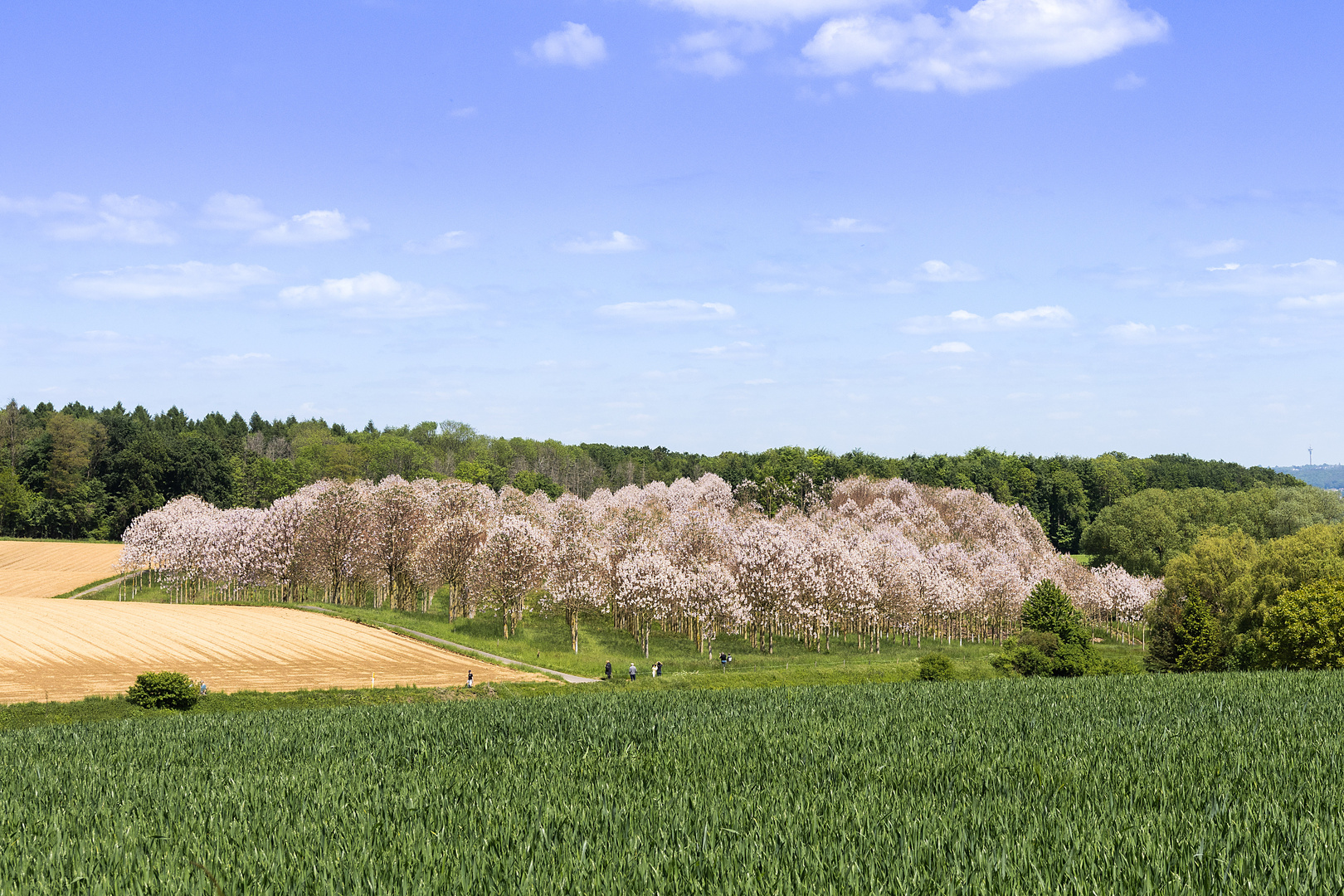 Kiri-Plantage bei Bonn-Hoholz