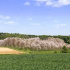 Kiri-Plantage bei Bonn-Hoholz