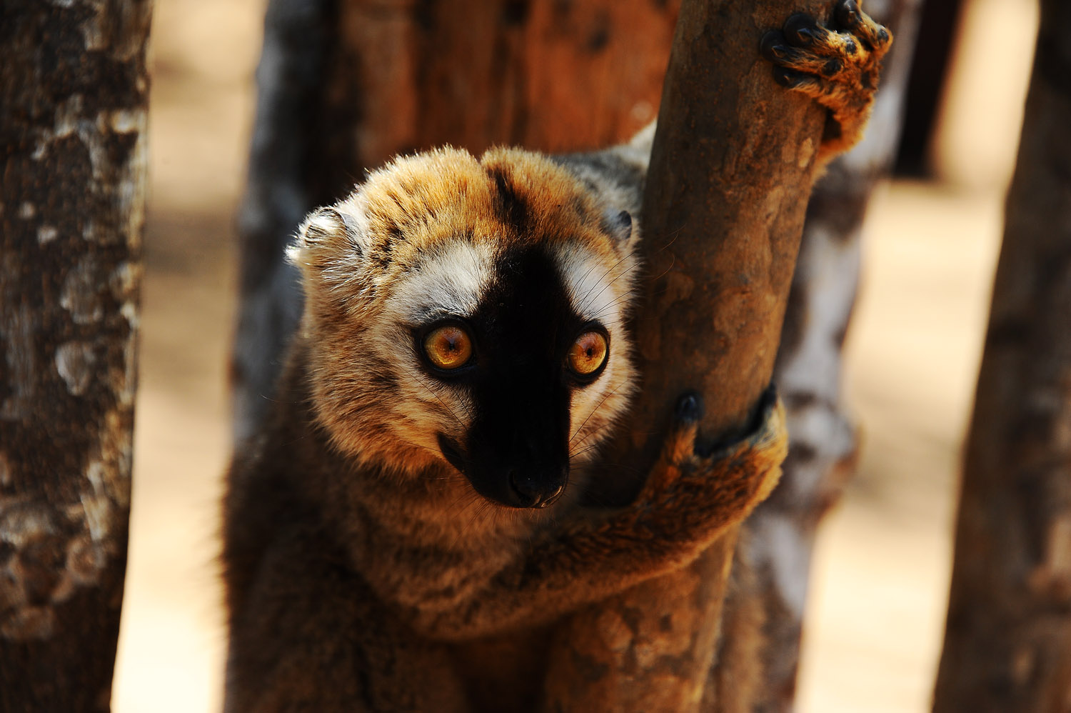 Kirindy Nationalpark Madagaskar