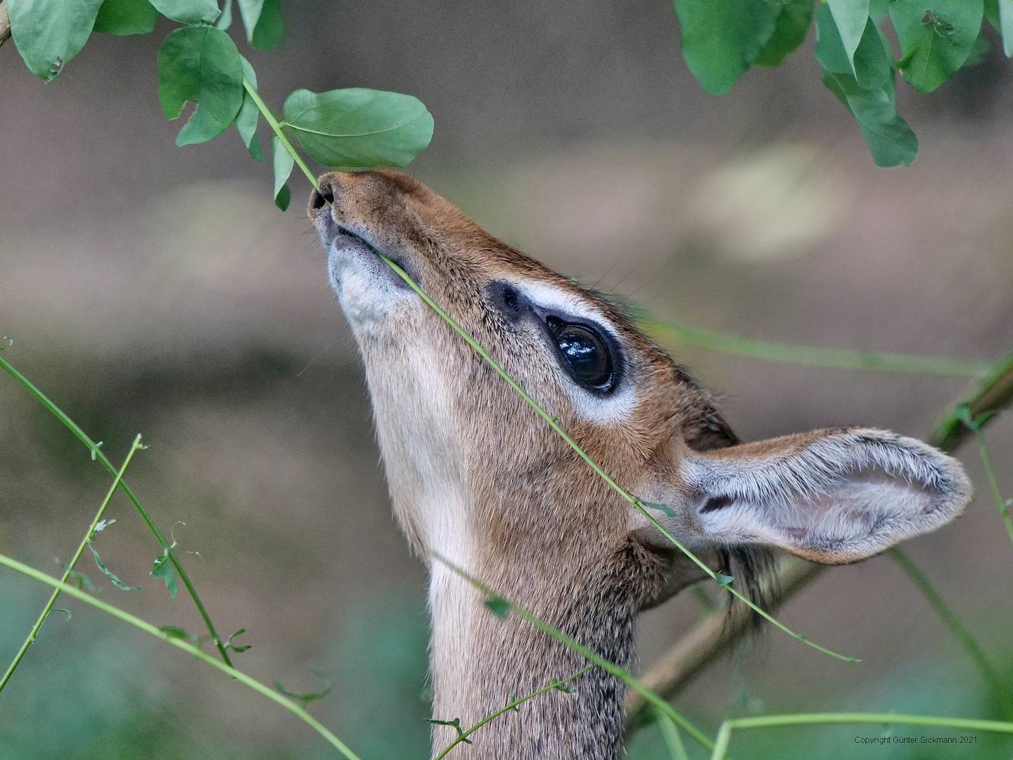 Kirk Dik-Dik.