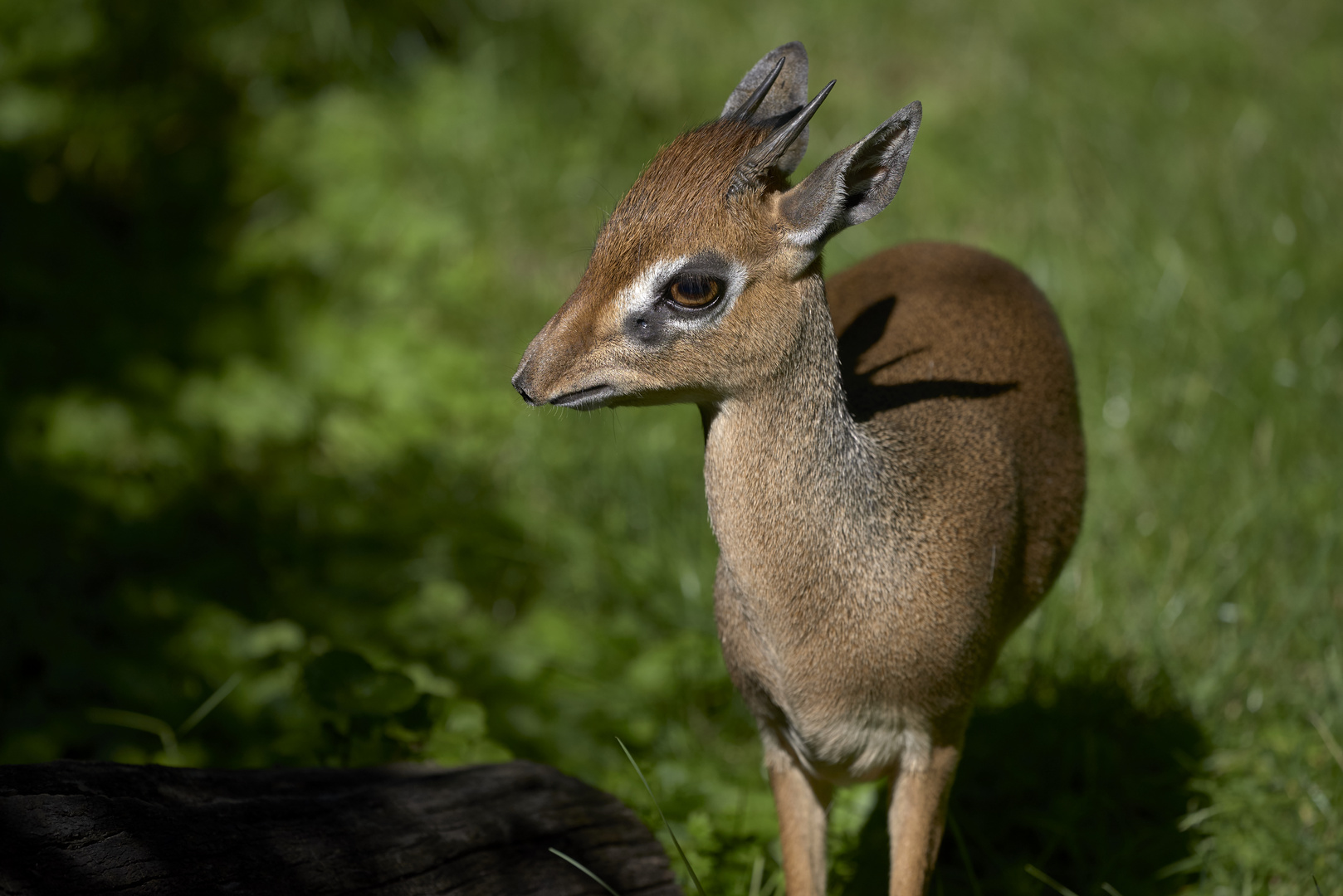 Kirk-Dikdik