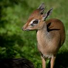 Kirk-Dikdik