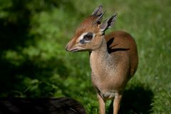 Kirk-Dikdik