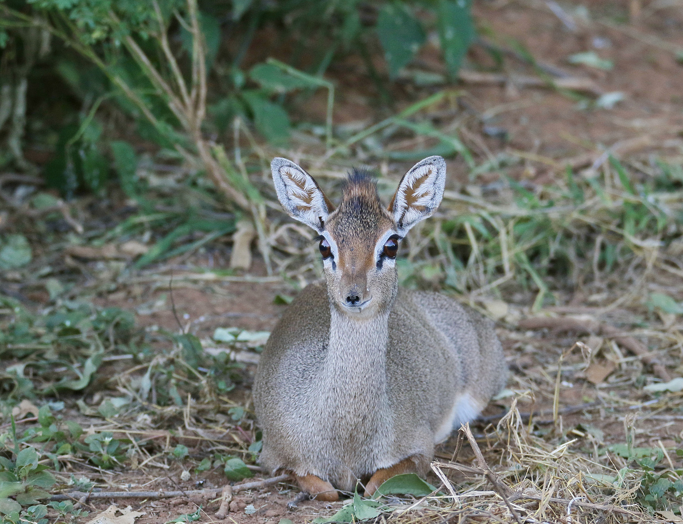 Kirk-Dikdik