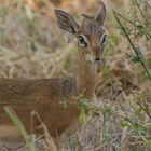 Kirk-Dikdik