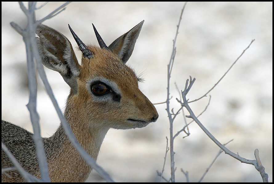 Kirk-Dikdik