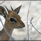 Kirk-Dikdik