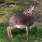 Kirk-Dikdik