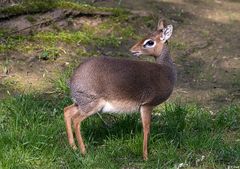 Kirk-Dikdik