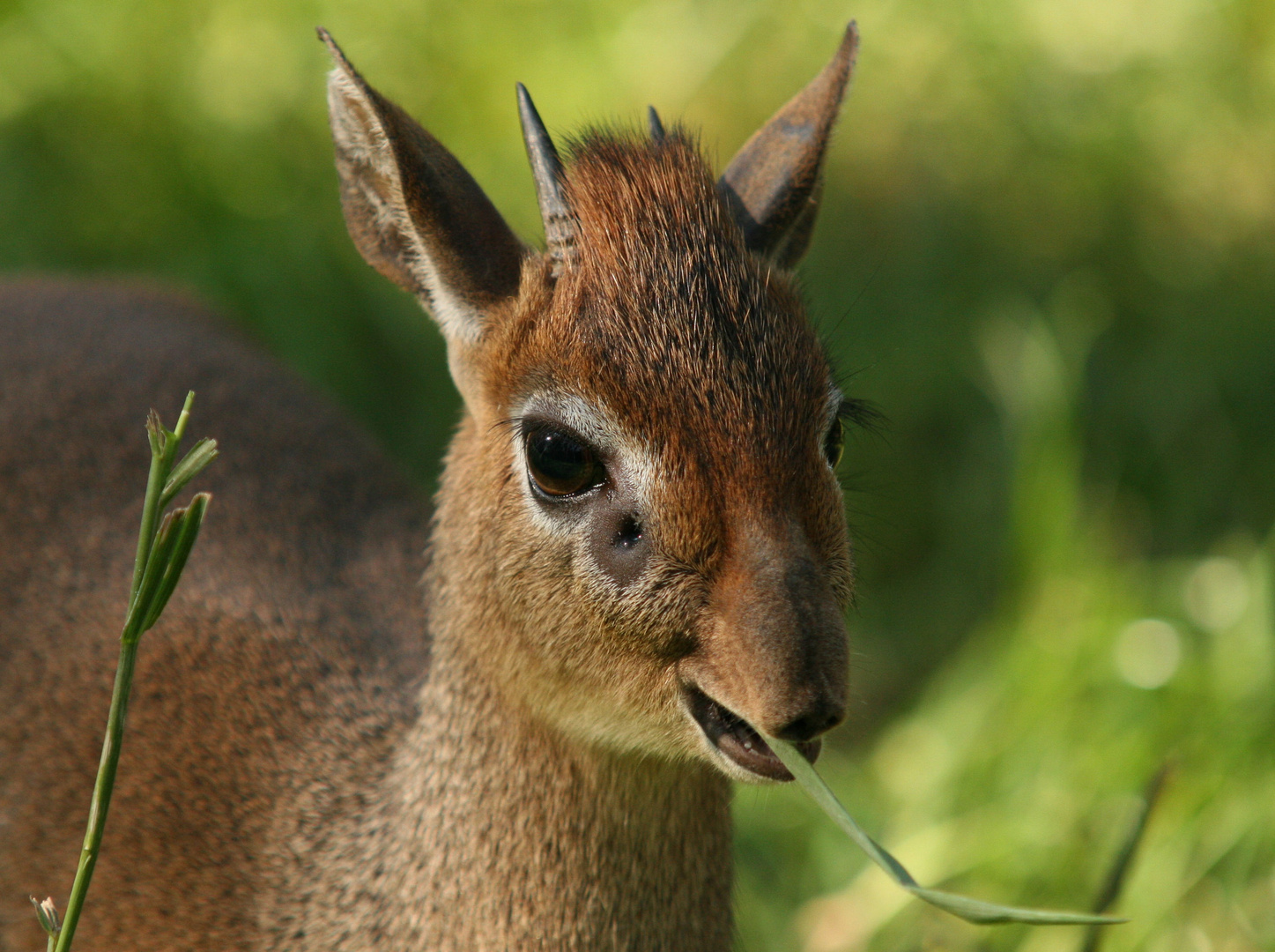 Kirk-Dikdik