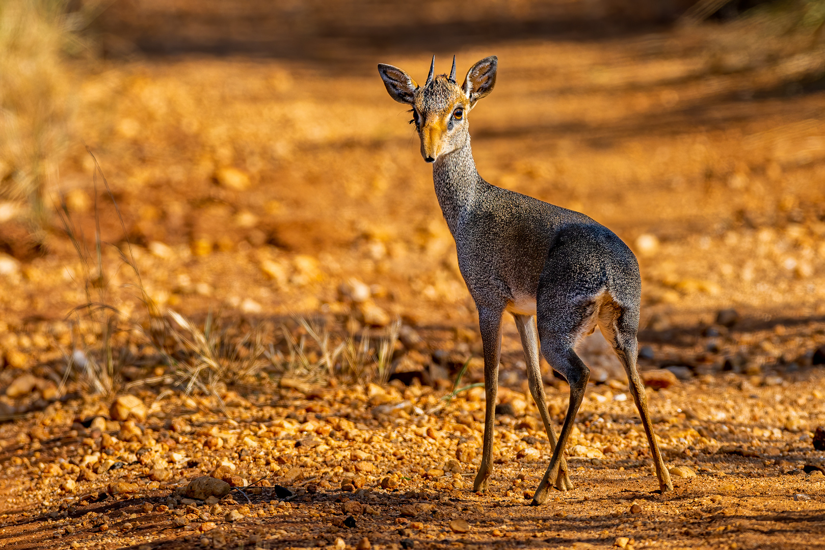 Kirk-Dikdik