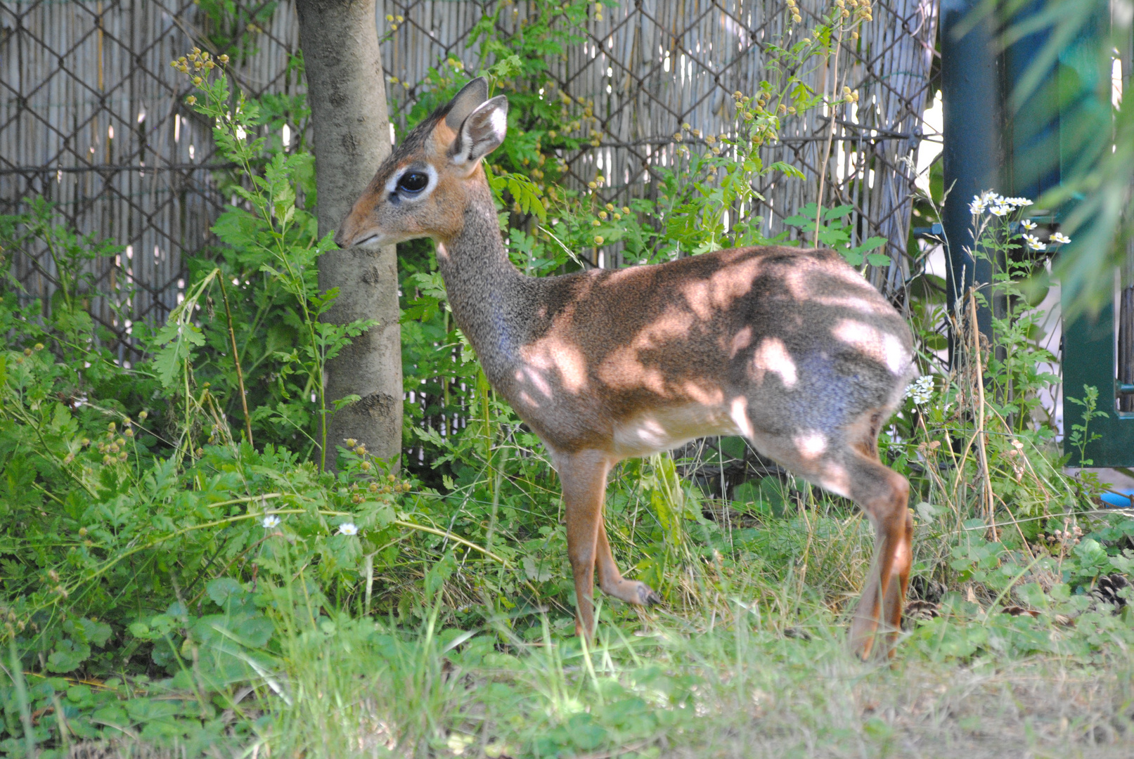 Kirk-Dikdik