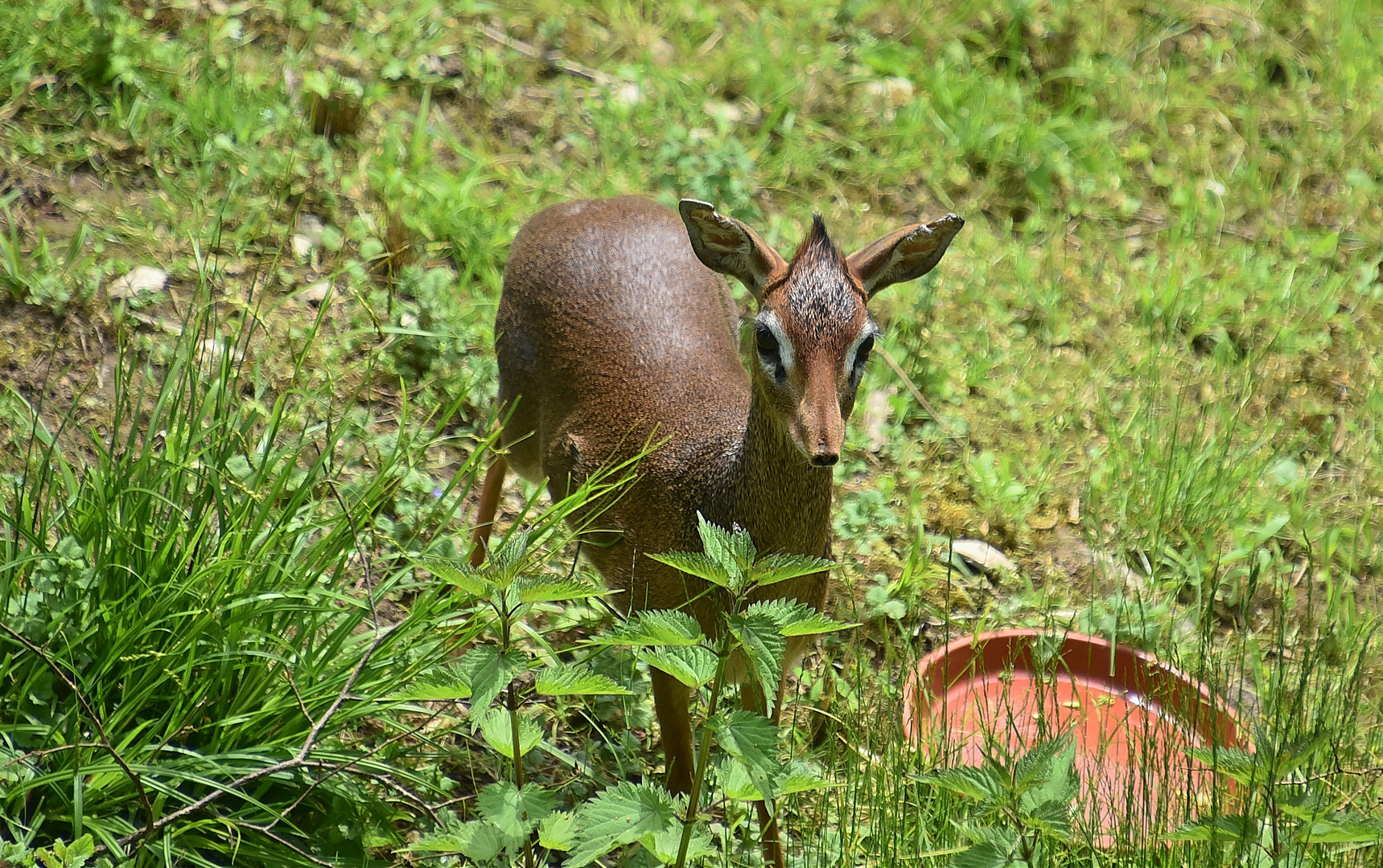 Kirk-Dikdik (Madoqua kirkii)