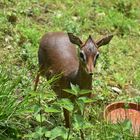 Kirk-Dikdik (Madoqua kirkii)