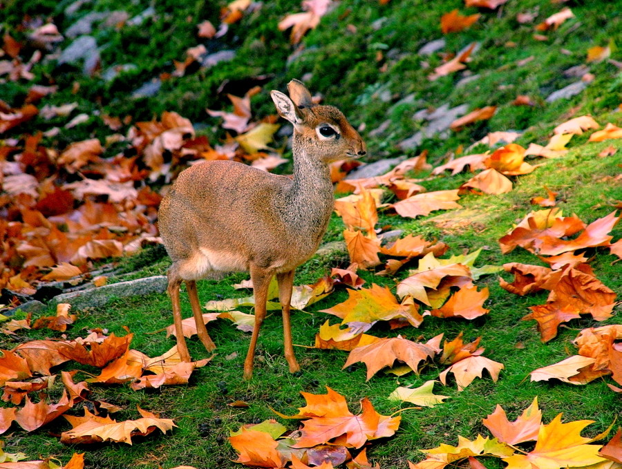 Kirk-DikDik (Madoqua kirkii)