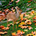 Kirk-DikDik (Madoqua kirkii)